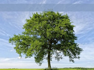 A ضخمة قالب شجرة باور بوينت