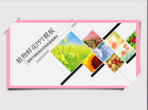 A set of exquisite flowers plant background slideshow template download