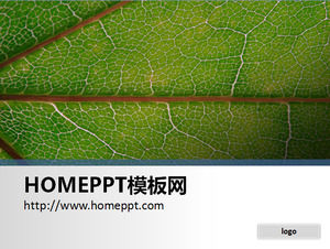 A simple leaf close-up PPT background image