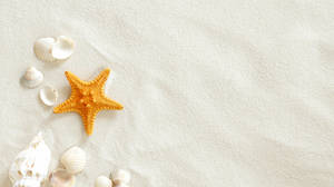 Пляж морская звезда оболочки слайд фоновое изображение