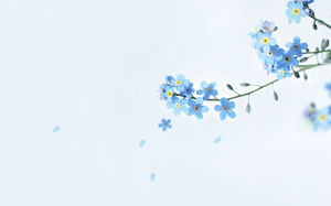 美麗的藍色花PPT背景圖片