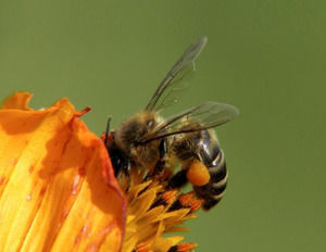 Bee Pollinating a Flower powerpoint template