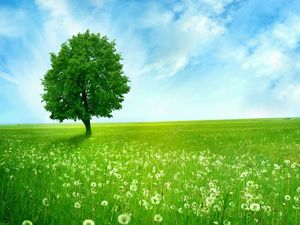 Blue sky, white clouds, grassland, green tree, PPT picture