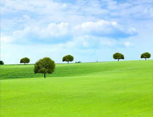 photo herbe bleu herbe blanche ciel PPT fond