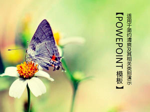 Butterfly flowery simple fresh ppt template