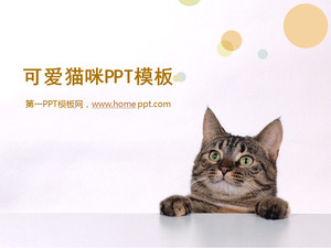 かわいい猫スライドショーテンプレートのダウンロード