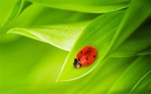 Fond de diapositive mignon sept étoiles coccinelle Fond de diapositive mignon sept étoiles coccinelle
