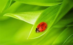 Fond de diapositive mignon sept étoiles coccinelle