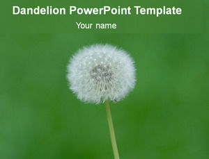 Dandelion sfondo verde pastello template ppt