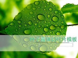 Frisches Blatt Tropfen Hintergrund, grüne Pflanze schiebt Vorlage herunterladen;