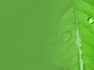 Fresh water droplets big leaves PPT background picture