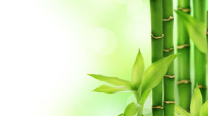 Yeşil Bambu Slayt arka plan resmi