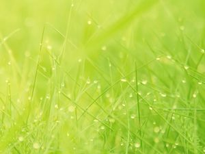 Green grass background picture
