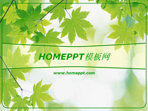 녹색 단풍 나무 잎 배경 PPT 템플릿 다운로드