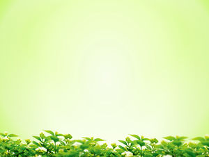 osmanthus fundal verde PPT simplu imagine de fundal osmanthus fundal verde PPT simplu imagine de fundal