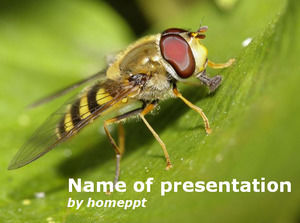 Hover Bee Nature Illustration powerpoint template
