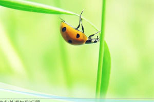 Ladybug PPT nature template on green leaf