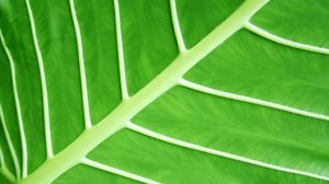 Leaf veins closeup PPT background picture