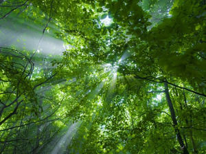 Faisceau de lumière passant à travers le modèle powerpoint arbres