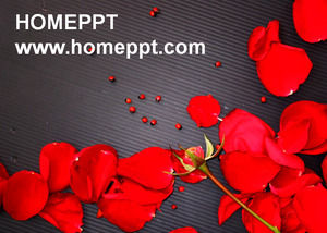 Love red rose PPT template download