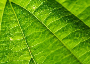 Nature Fern Leaf Ilustrasi powerpoint template yang