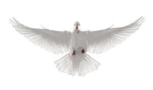 Immagine png gratuita di Peace Dove HD Free Fringe png