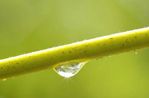 Plant Stem with Water Drop powerpoint template