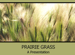 prairie grass