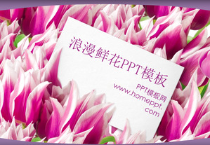 Romantis Tulip Background Template Cinta PowerPoint