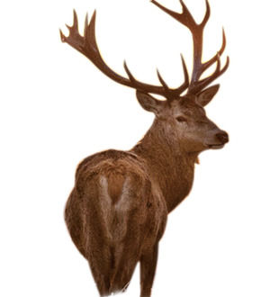 Sika deer antelope สัตว์ฟรี png รูปภาพวัสดุ (6 รูป)