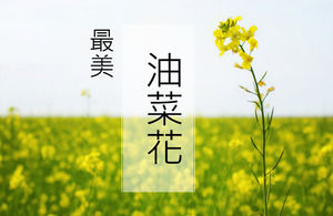 Spring comes the most beautiful rape flower ppt template, landscape nature PPT template