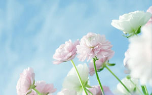 Three elegant floral PPT background pictures