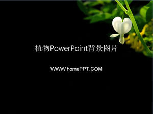 Yirmi iki siyah bitki PowerPoint arka plan resmi