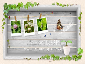 Vine Schmetterling PPT Hintergrundbild herunterladen